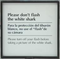 Don't flash the shark