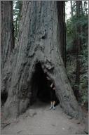 Jessica in a redwood trunk