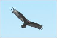 ...or Turkey Vulture