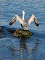 Pelican in Monterey