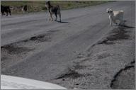 Road goats