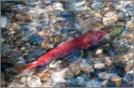 Salmon swimming upriver to spawn
