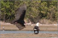 Eagle and Turkey Vulture