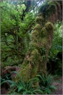 Hall of Mosses