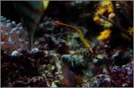 Pipefish