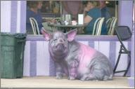 Purple Pie Place Pig