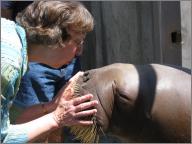 Mom and Walrus