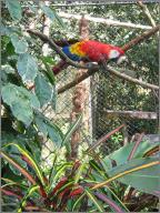 Scarlet Macaw