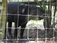 Tapir