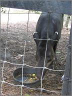 Tapir