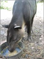 Tapir