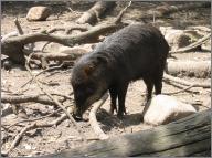 White-lipped Peccary