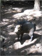 Javelina