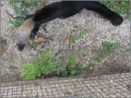 Tayra ("Bushdog")