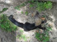 Tayra ("Bushdog")