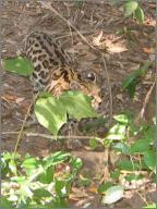 Margay