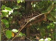 Margay