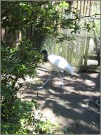 Jabiru Stork