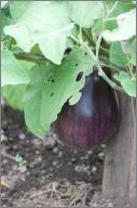 Football-sized eggplant