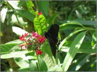 Butterfly enclosure