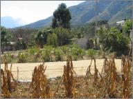 Maize and drying coffee