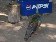 Pavo Real, brought to you by Pepsi
