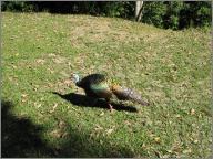 Pavo Real