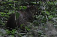 Agouti