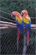 Macaws