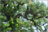 Bromeliads on Ceiba