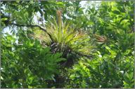 Bromeliads on Ceiba