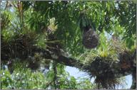 Oriole nest