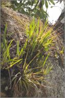 Bromeliads on Ceiba