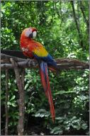 Macaw