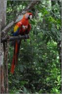 Macaw