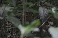 Agouti