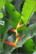 Heliconia