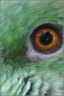 Parrot eye