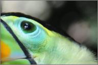 Toucan eye