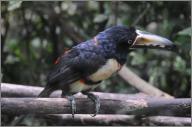 Collared Aracari