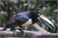 Collared Aracari