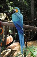 Blue and gold macaw