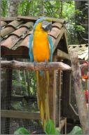 Blue and gold macaw