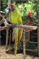 Buffon's macaw