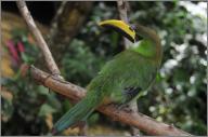 Emerald toucan