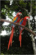 Scarlet macaws