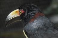 Collared aracari