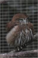 Pygmy owl