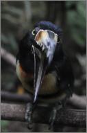 Collared aracari