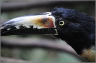 Collared aracari